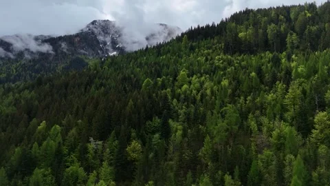 Dark Alpine Pine Forest Rising Towards Misty Mountain Peaks Video stock 342579942