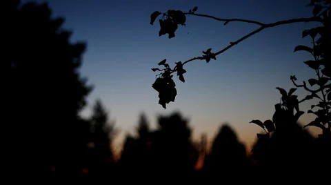 Dark and blurry silhouettes 2 Stock Footage 37325083