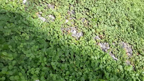 Dark and Bright Area Stock Footage 236392775