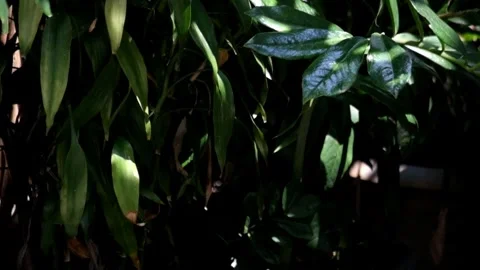 Dark and bright shadows of swaying leaves Video stock 290341278