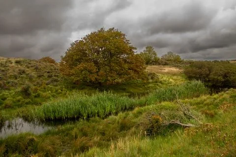 Dark and cloudy sky above the dune landscape in National Park Kennemerland in Stock Photos