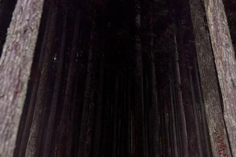 Dark and deep pine forest during the night 스톡 사진