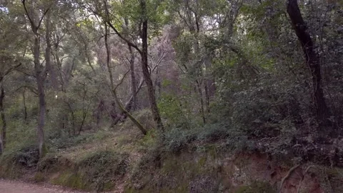 Dark and dense forest Video stock 141108546