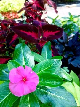 Dark and Light Stock Photos