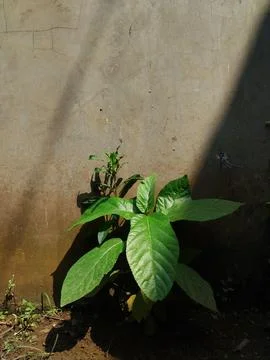 Dark and light Stock Photos