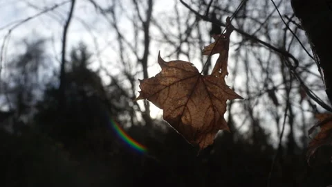 Dark and Moody Forest with Dead Leaf in Foreground Video stock 238833374