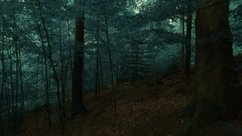 The dark and moody forest walk Stock Footage 335727744
