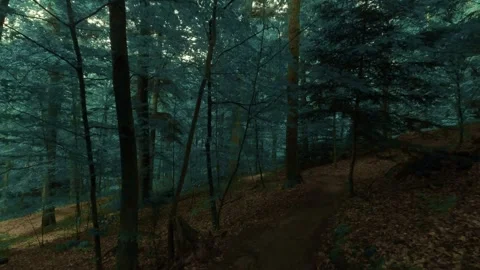 The dark and moody forest walk Stock Footage 335727771
