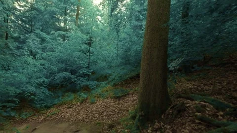 The dark and moody forest walk Vidéo 335727906
