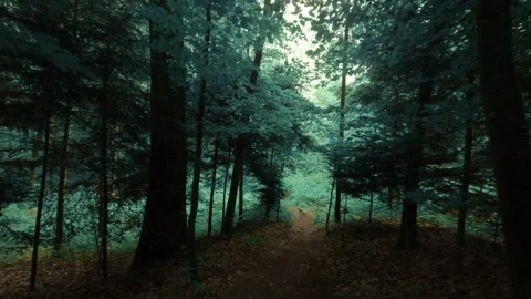 The dark and moody forest walk Stock Footage 335728082
