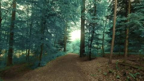 The dark and moody forest walk Stock Footage 335728124