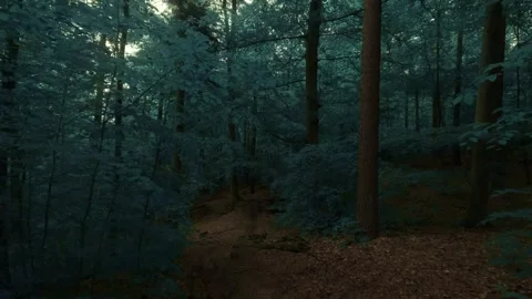 The dark and moody forest walk Stock Footage 335728170