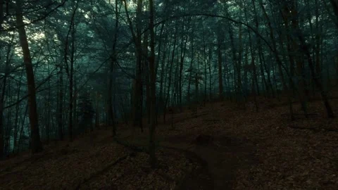 The dark and moody forest walk Stock Footage 335728192