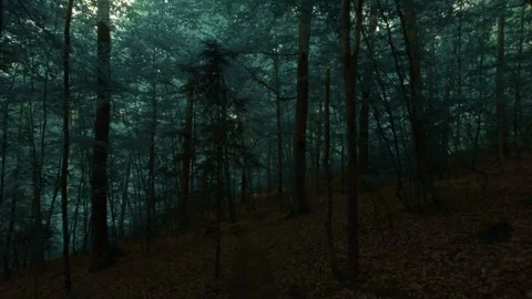 The dark and moody forest walk Stock Footage 335728226