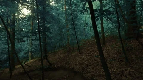 The dark and moody forest walk Stock Footage 335728292