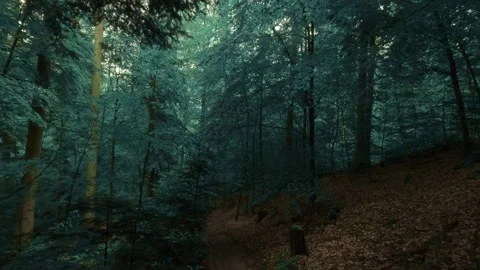 The dark and moody forest walk Vidéo 335728320
