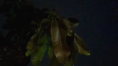 Dark and Mysterious Mango Tree Silhouette Swaying in Midnight Wind Stock Footage 340939032