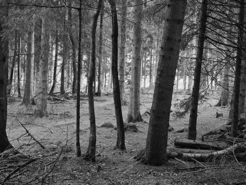 Dark and Scary Forest in Black and White Stock Photos