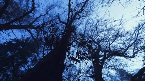 Dark and scary forest in blue tones.silhouettes of trees in fog. Stock Footage 298188427