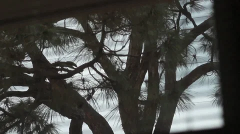 Dark and spooky pine tree through window blinds Video stock 37120021