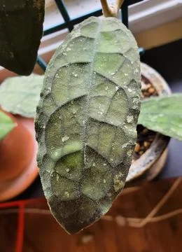 Dark and textured oval leaf shape of Hoya Clemensiorum Stock Photos