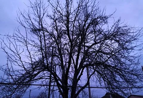 Dark apple tree Foto stock