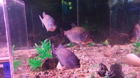 In a dark aquarium, shiny piranhas with open mouths slowly move through the wate Stock Footage 336013767