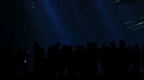 Dark aquarium wide Video stock 8914436