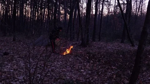 Dark atmospheric forest at twilight with tree silhouettes Stock Footage 333844825