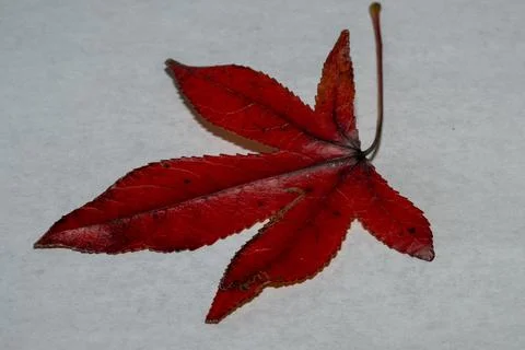 Dark autumn leaf. Stock Photos