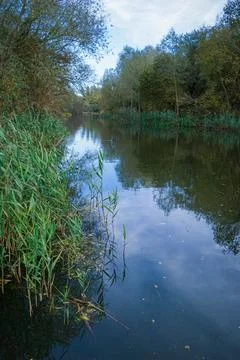 Dark Autumn River with Bare Trees and Reeds in the English Countryside Stock Photos