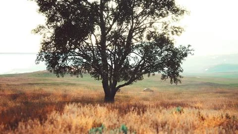 Dark autumn tree and the yellow grass field Stock Illustration
