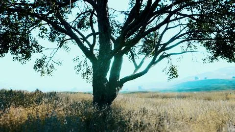 Dark autumn tree and the yellow grass field Stock Illustration
