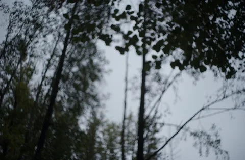 Dark autumn without sun Stock Footage 288032693