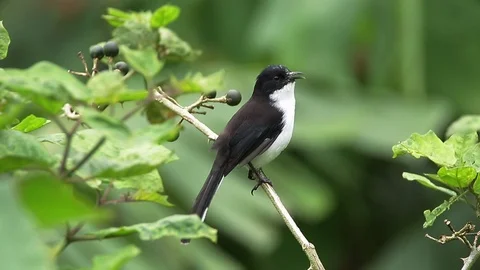 Dark Backed Sibia Bird Singing on tree in the national park asia. Stock Footage