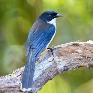 Dark-backed sibia Stock Photos