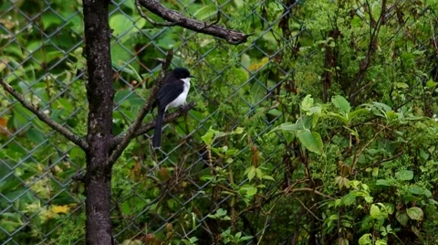 Dark-backed Sibia on the tree branch 스톡 동영상 57113330