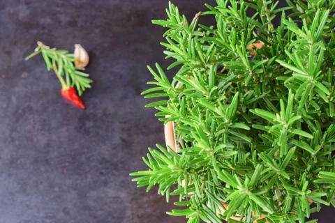 Dark background with bunch of rosemary. Selective focus. Foto stock