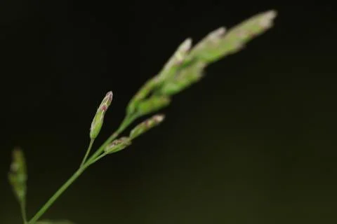 Dark background close-up weed Stock Photos