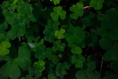 Dark background with clover Foto stock