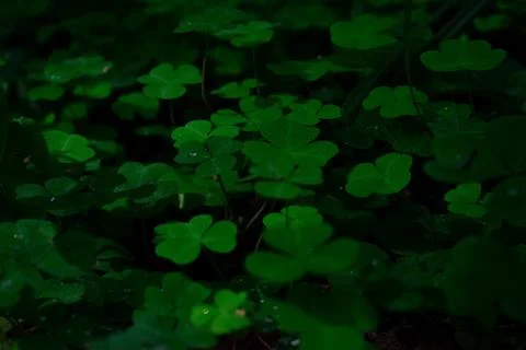 Dark background with clover Stock Photos