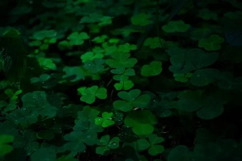 Dark background with clover Foto stock
