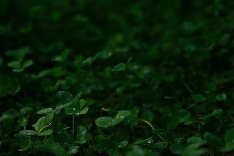 Dark background with clover Stock Photos