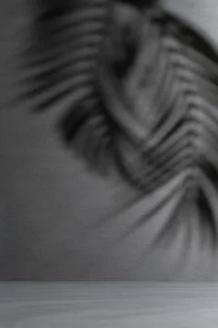 Dark background with dramatic palm leaf shadows, tropical abstract texture, m Stock Photos
