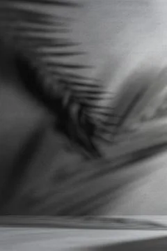 Dark background with dramatic palm leaf shadows, tropical abstract texture, m Stock Photos