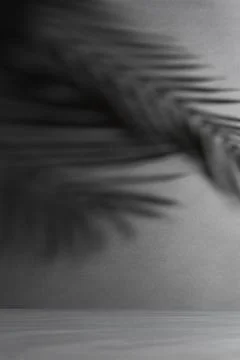 Dark background with dramatic palm leaf shadows, tropical abstract texture, m Stock Photos