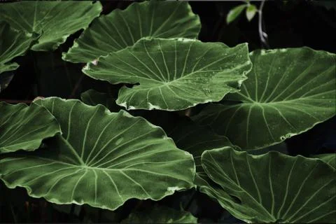 Dark background of elephant ear leafs Stock Photos