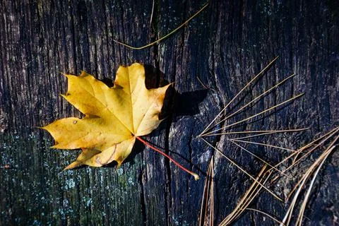 Dark background with fall maple leaf on rustic wooden table. Yellow autumn le Stock Photos