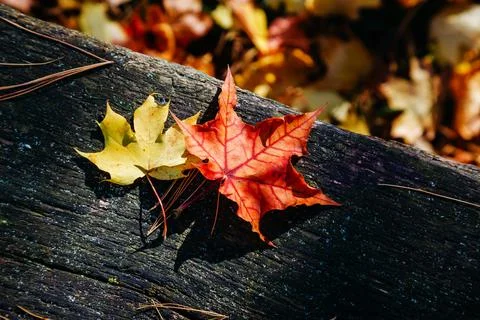 Dark background with fall maple leaf on rustic wooden table. Yellow and red a Foto stock