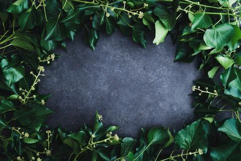 Dark background with frame of ivy Stock Photos